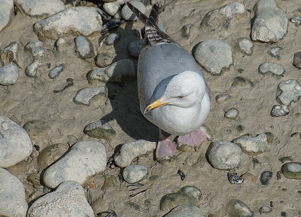 Normandie 05 - 2016_KA79062-1 Kopie.jpg - Die Schöne bekam noch ein extra Foto